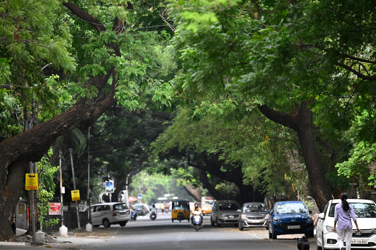 Avenue trees form a green canopy at Adyar, in Chennai.