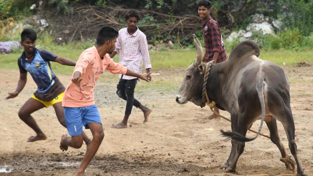 Madurai jallikattu dates announced; will be held at traditional villages this year too