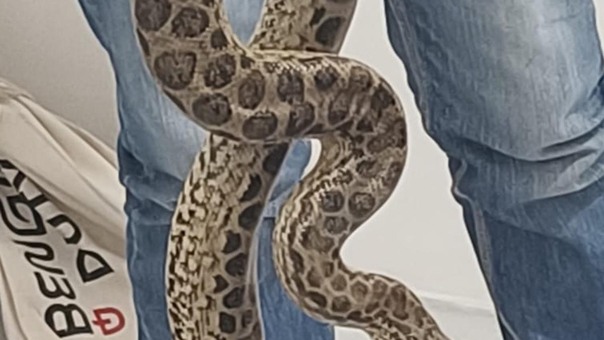 Customs officials at KIA unearth attempt to smuggle 10 yellow anacondas