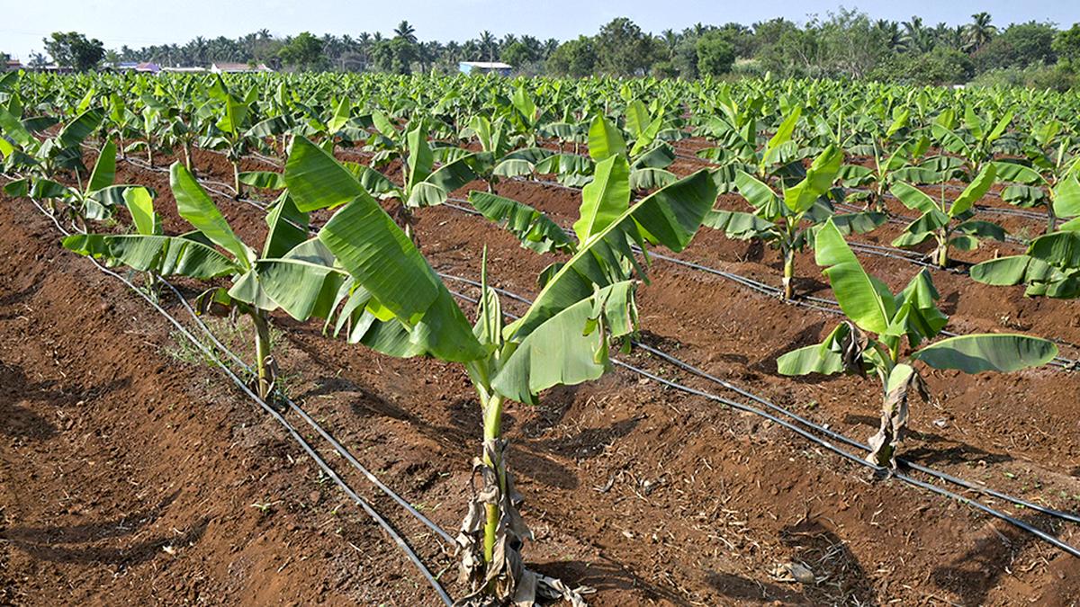 Andhra Pradesh govt. aims to double horticulture crop acreage under micro-irrigation by 2029