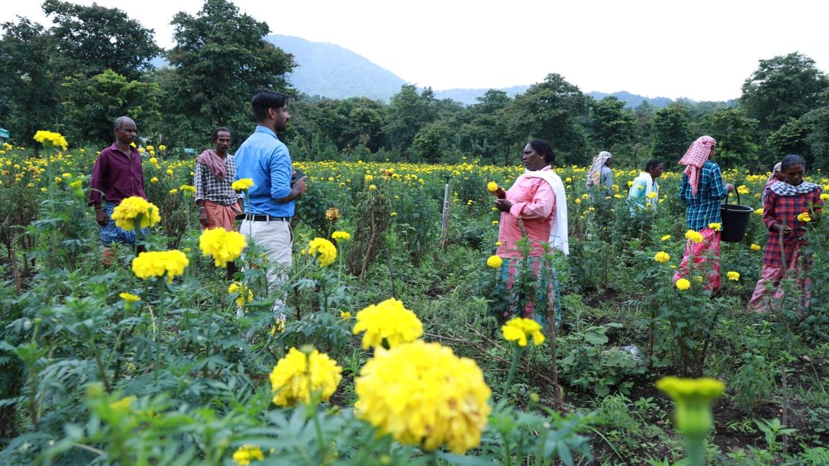 Flower cultivation at Aralam farm reaps results; finds solace from human-animal conflict