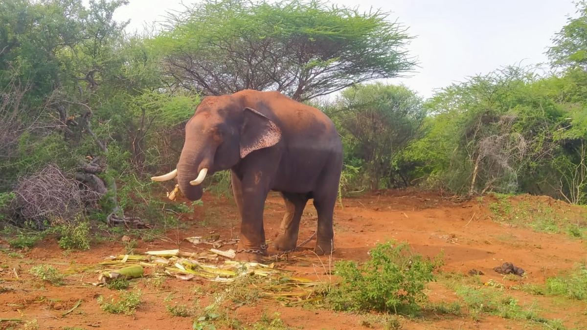 Operation to capture wild elephant in Erode stopped temporarily at Sathyamangalam Tiger Reserve