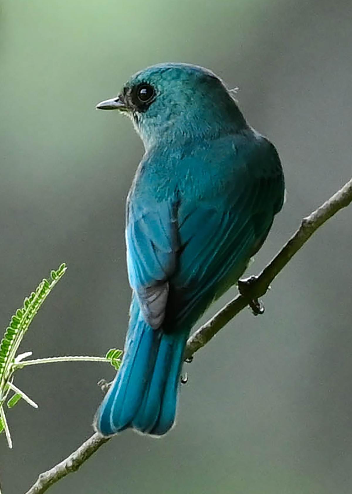 Verditer flycatcher spotted for first time at Nanjarayan tank bird sanctuary in Tiruppur