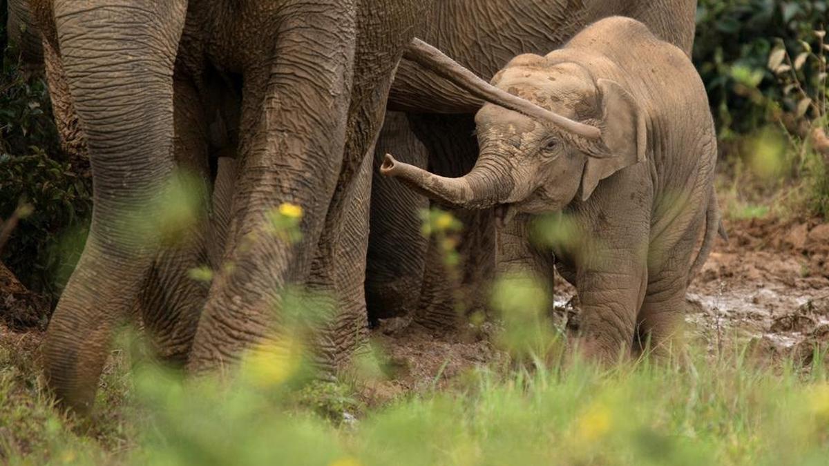 Invasive weed threatens elephant habitats in Tamil Nadu