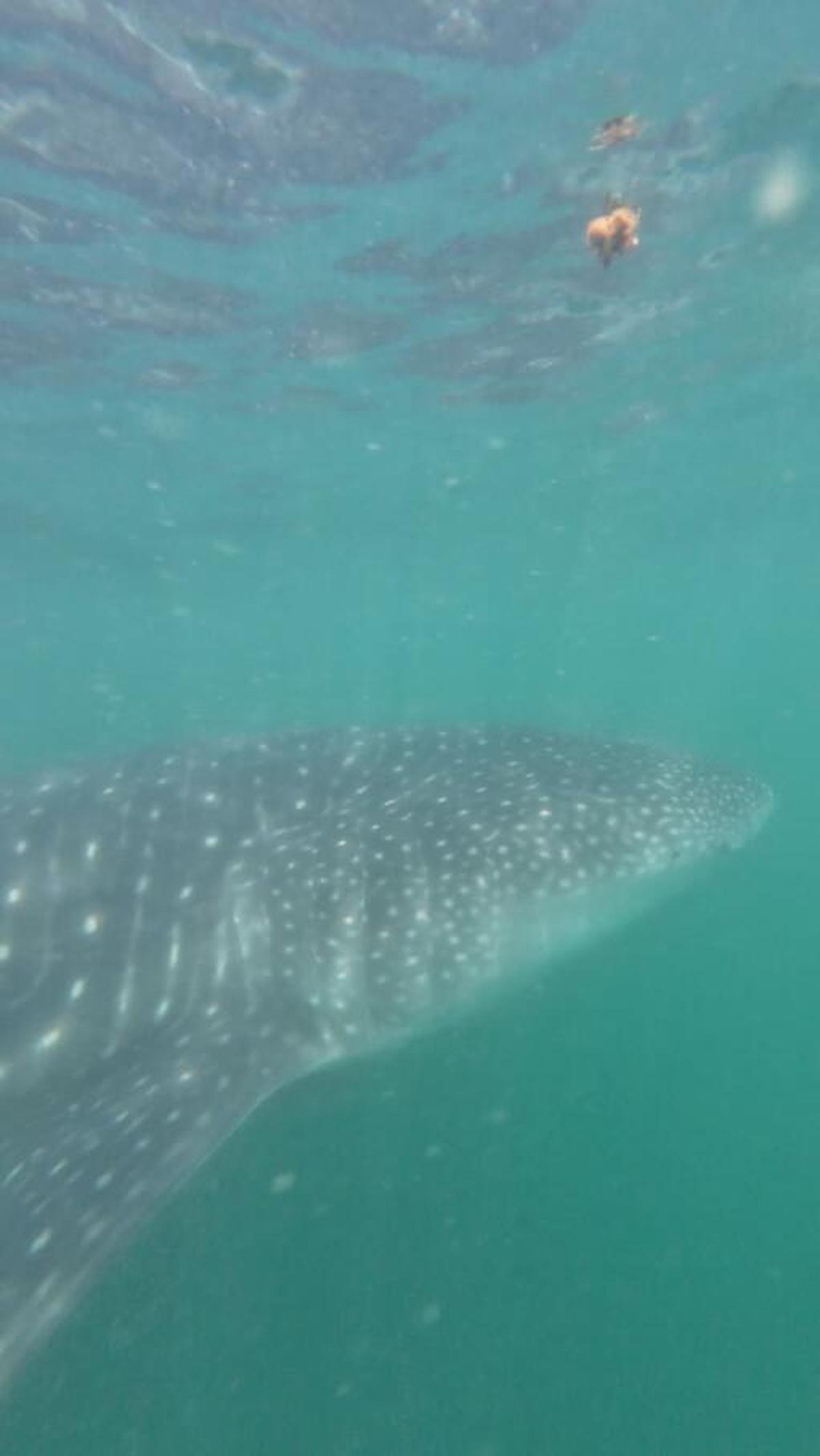 व्हेल शार्क जिसे विशाखापत्तनम तट पर स्कूबा गोताखोरों ने देखा था। व्हेल शार्क जिसे विशाखापत्तनम तट पर स्कूबा गोताखोरों ने देखा था।