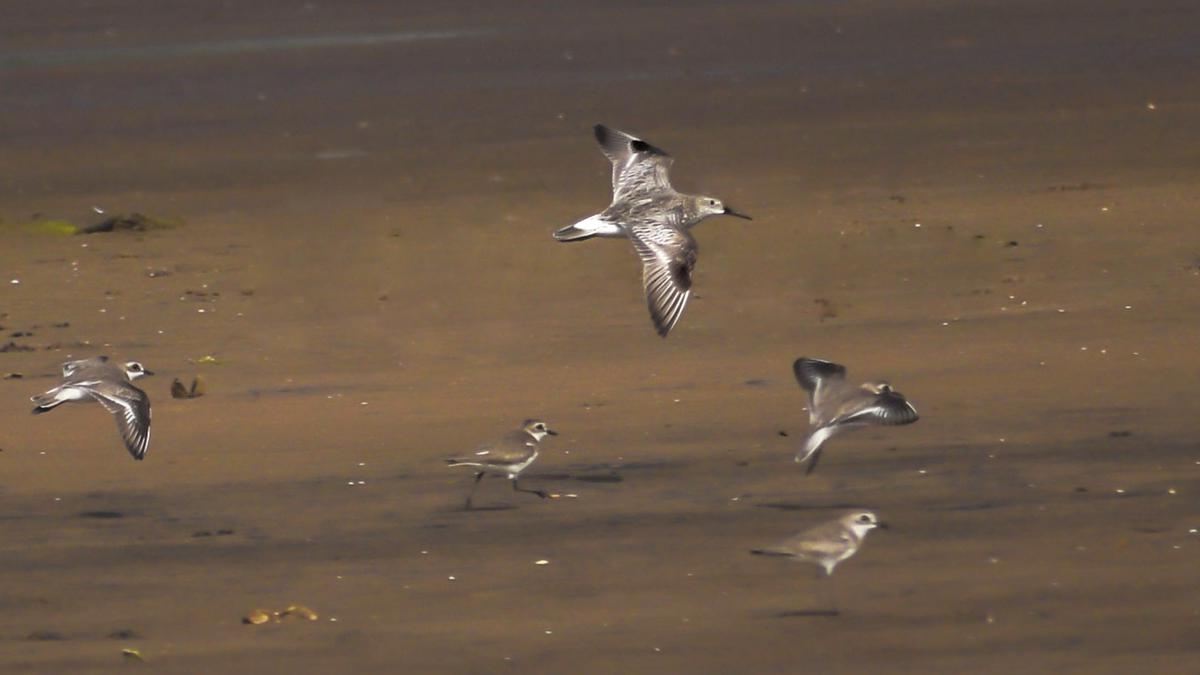 Three new species recorded from Visakhapatnam at the recently-concluded Asian Waterbird Census