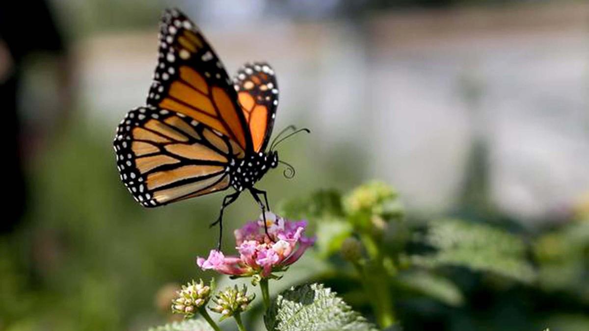 Milkweed is a toxic treat for monarch butterflies
