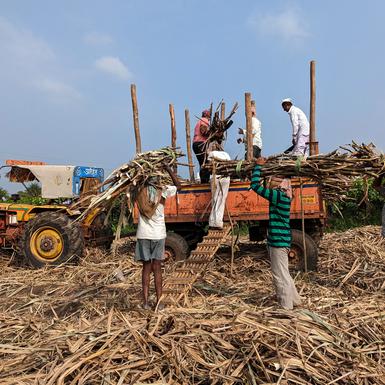 Forests key to climate fight along with cutting fossil fuels