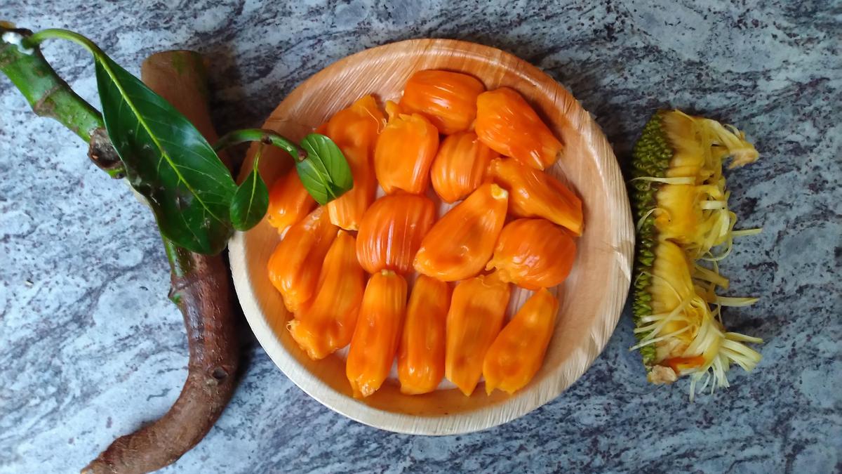 Indian Institute of Horticultural Research identifies third unique farmer’s jackfruit variety for promotion
