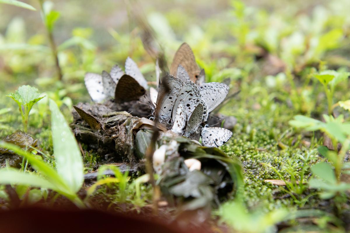 Butterflies can be distinctly diabolical