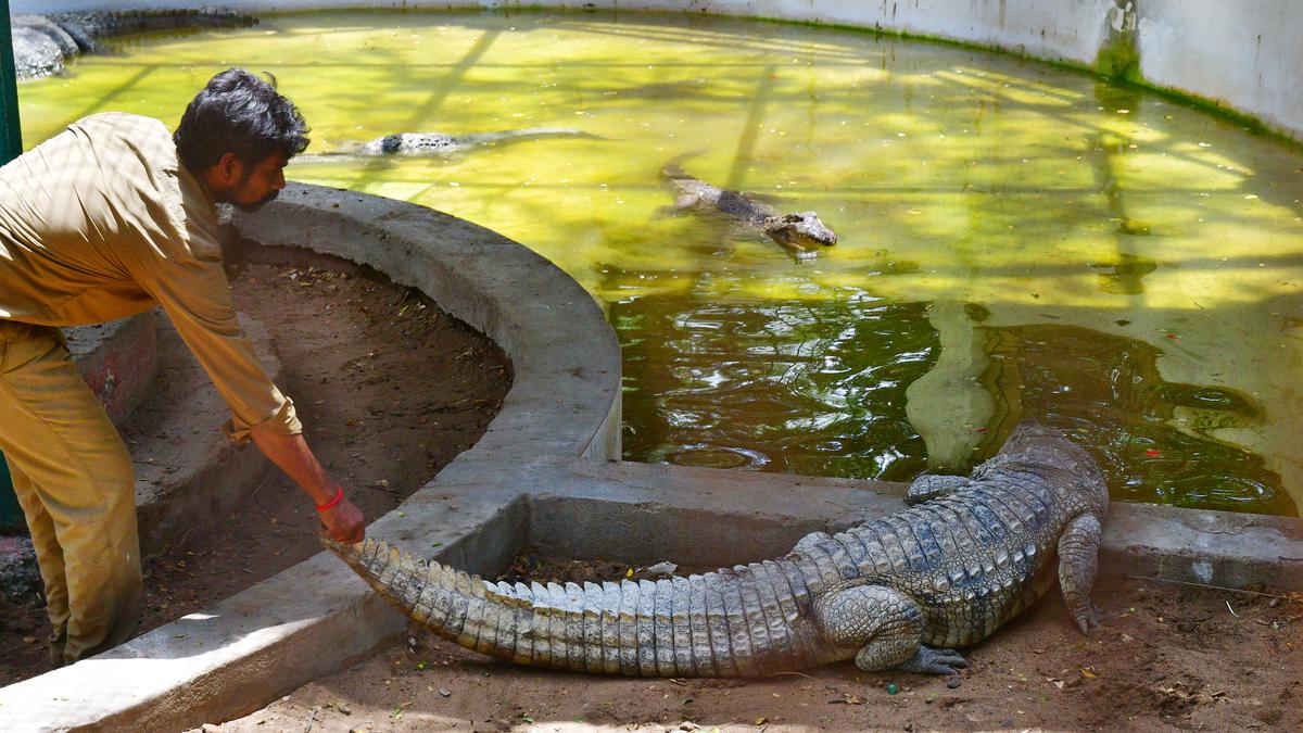 Animals at Coimbatore Zoo set to relocate following its closure