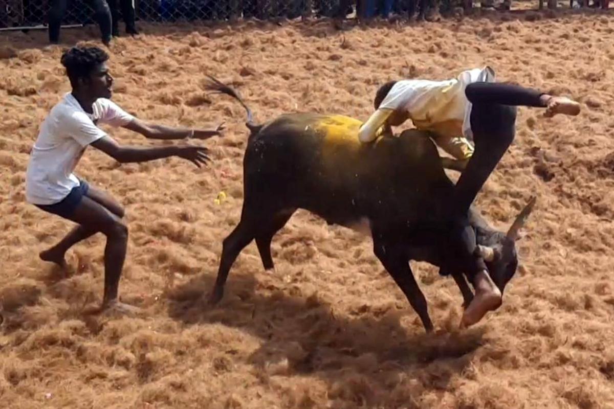 The ‘form’ of jallikattu being held in Tamil Nadu might be cruel, says SC