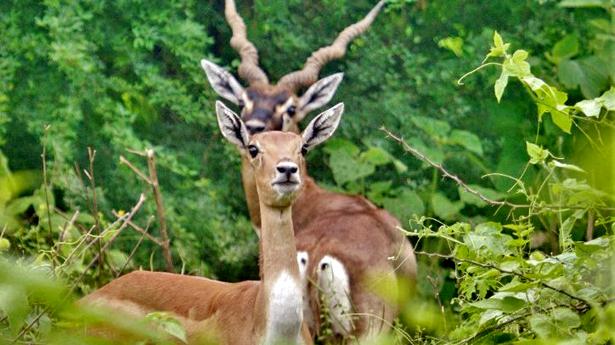 Priest of local temple among five arrested in blackbuck poaching racket