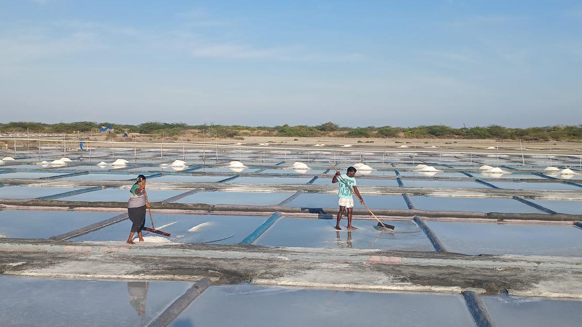 Salt production resumes in Vedaranyam