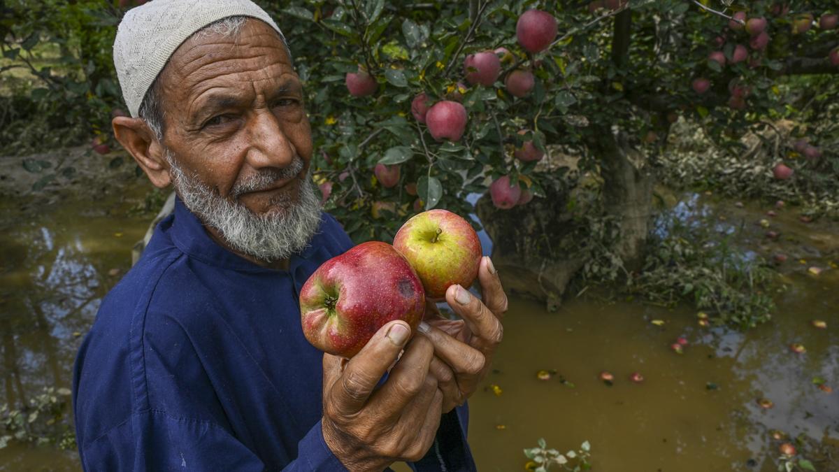 New rootstocks promise faster, higher apple yields for Kashmir farms