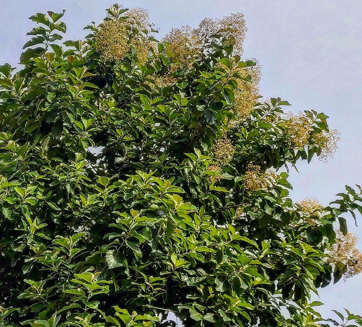 Teak trees in bloom in Thevara