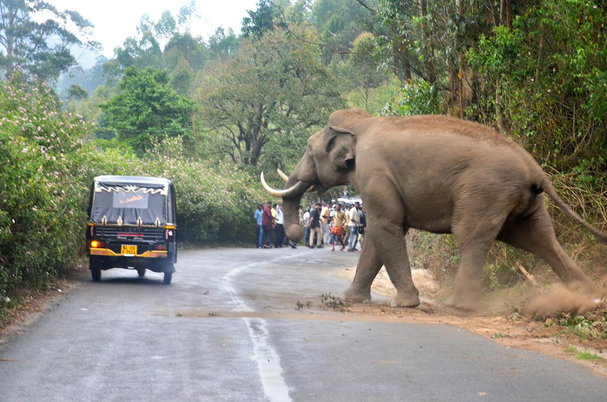 Wild tusker tramples Tamil Nadu tourist to death in Idukki