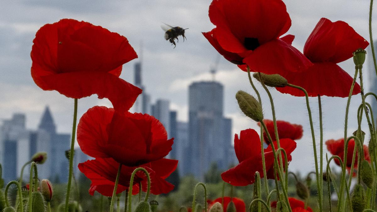 Butterflies, bees, bugs and more: The summer of insect-counting gets underway in Germany