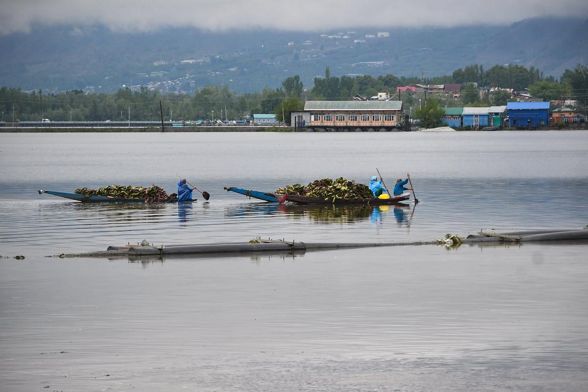 Women in boats on Dal Lake carry lotus leaves, to be used as food for livestock, in Srinagar.