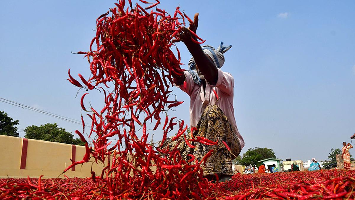 Price of Teja variety of red chilli touches a new high in Khammam