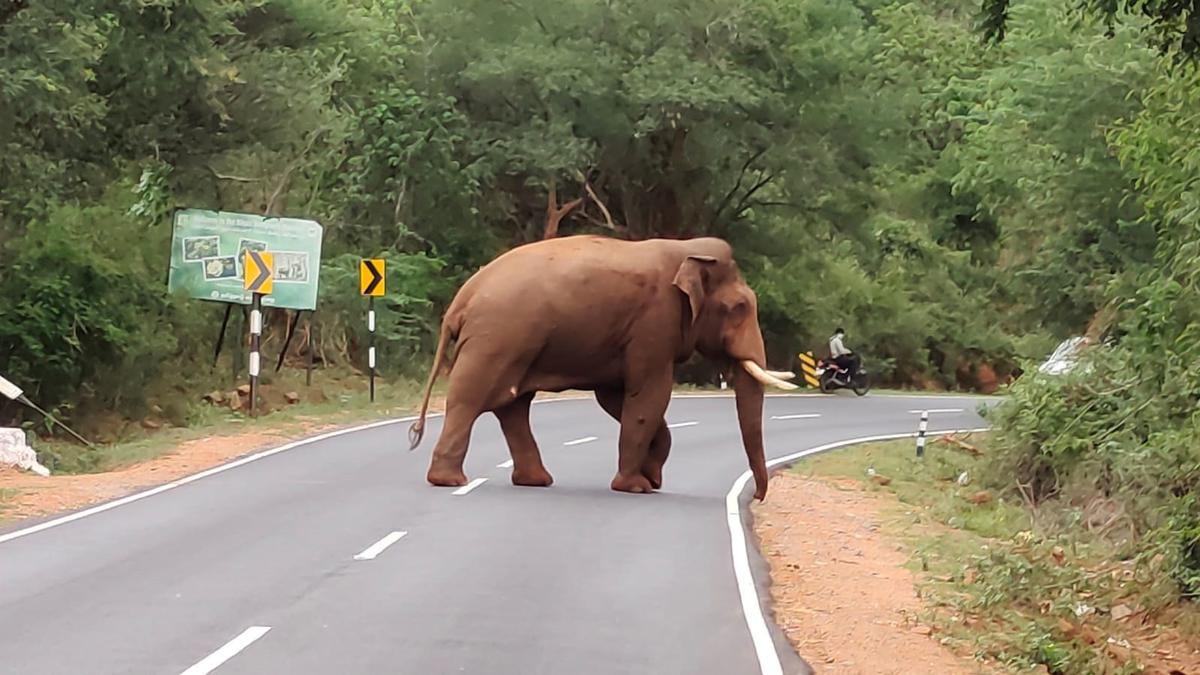 Nature enthusiasts raise concern over methods used to chase crop raider elephant Baahubali of Mettupalayam 