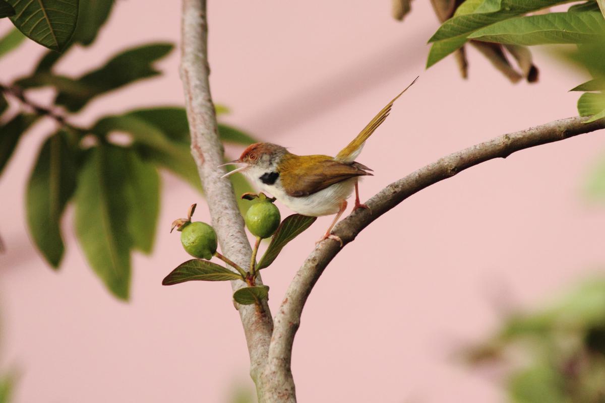 Common tailorbirds are shy songbirds that are abundant in the urban gardens of Thiruvananthapuram. 