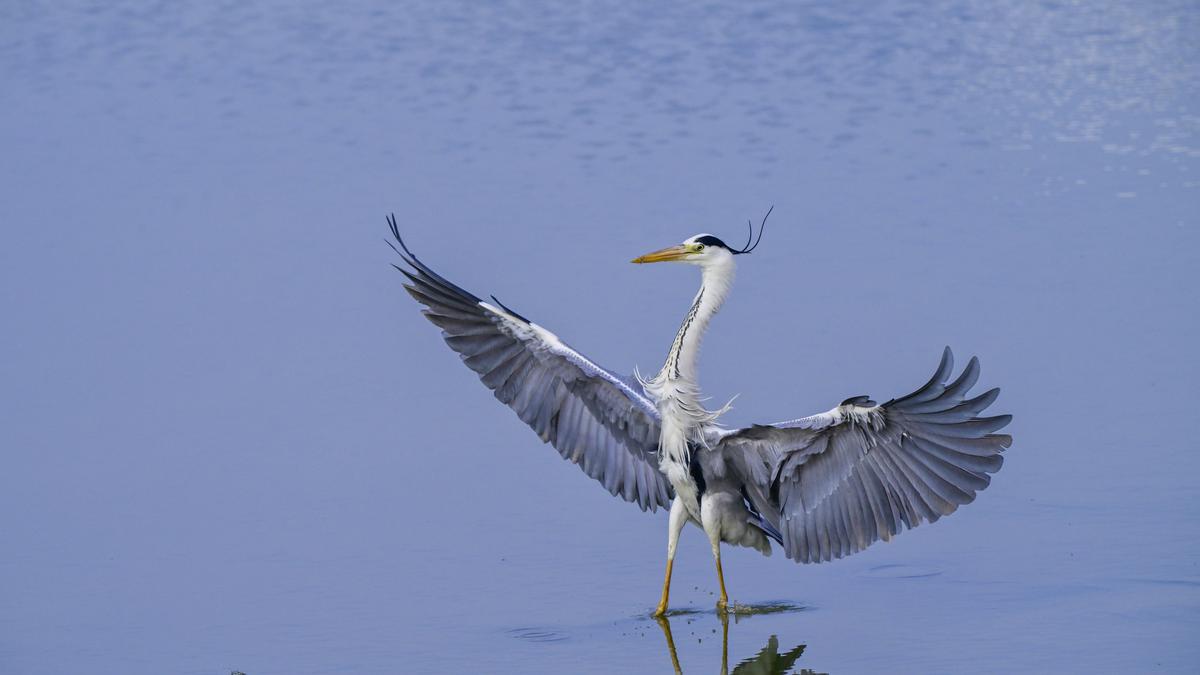 In Frames | A flurry of feathers in a drying lake