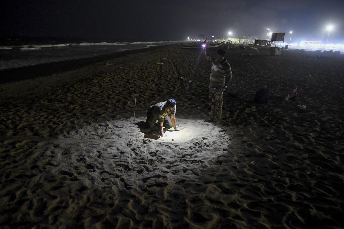 Forest department staff checking on the eggs laid by an Olive Ridley during the night patrol.