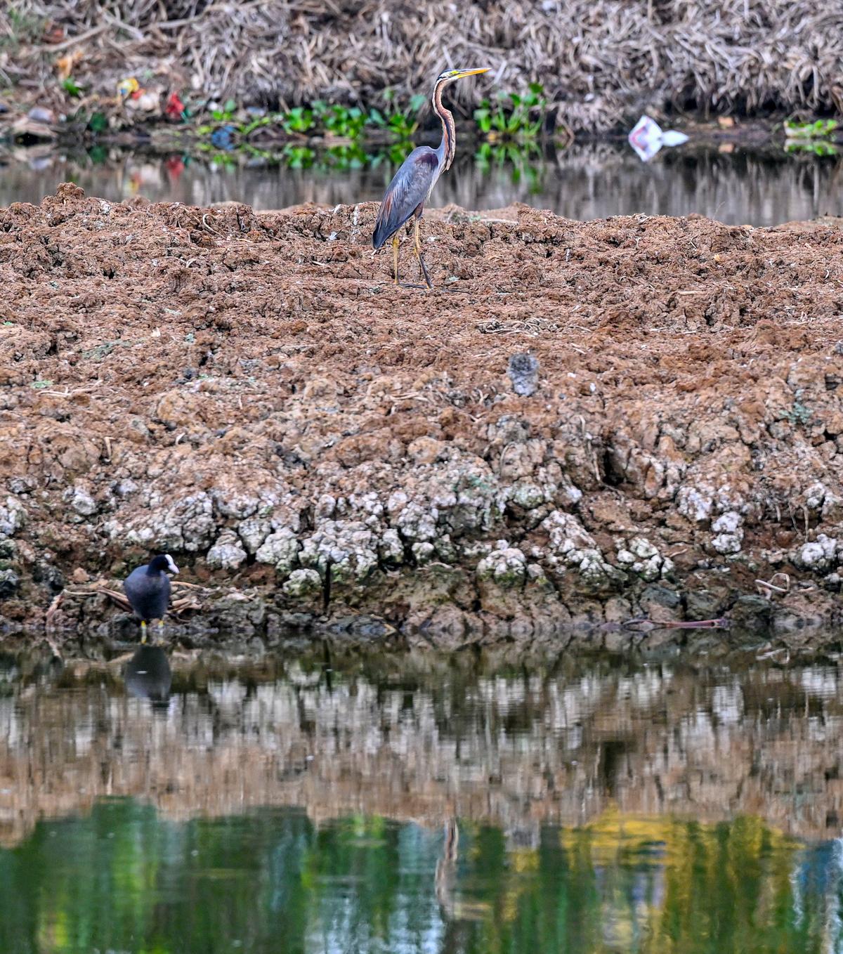 A grey heron rests on an island created for birds at the revived Devaravani Cheruvu. A grey heron rests on an island created for birds at the revived Devaravani Cheruvu.