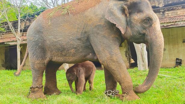 Dasara 2022: Jumbo Lakshmi delivers calf in Mysuru palace premises
