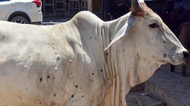 Lumpy skin disease infecting cattle in Jharkhand