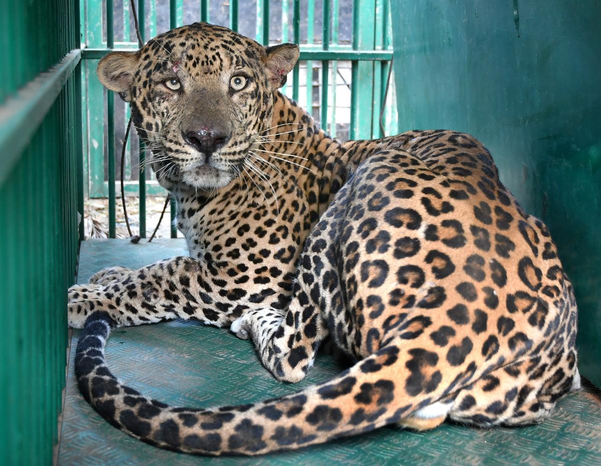 A leopard in Conflict situation trapped near Mysuru and relocated. 