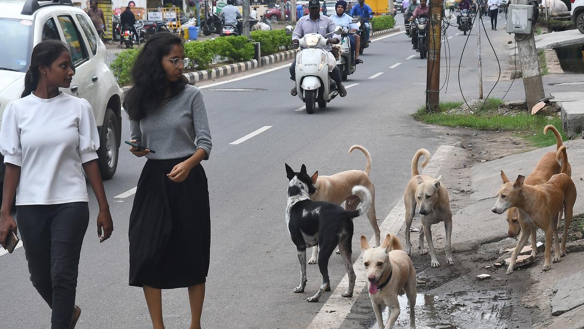 Promotion of pet dog registration, making crèche mandatory at construction sites, part of GHMC’s measures to address dog bite incidents