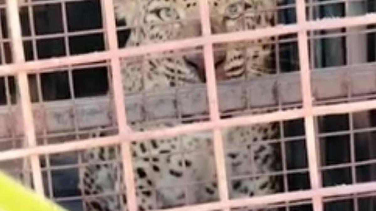 Leopard involved in killing cattle trapped at Talavadi hills in Erode