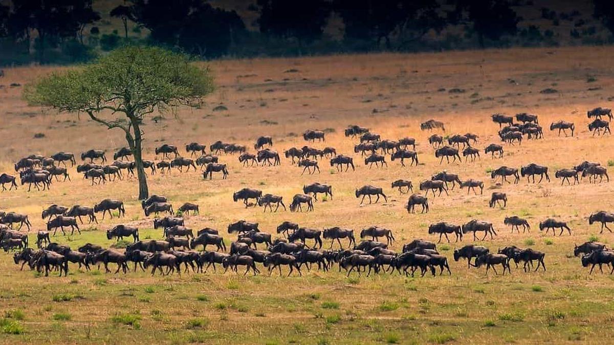 The wonders of the Serengeti