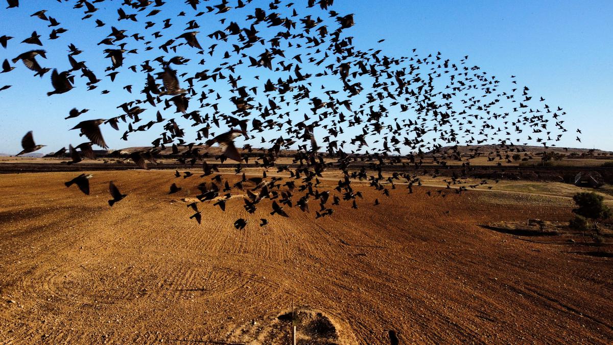 Sci-Five | The Hindu Science quiz: On migrating birds
