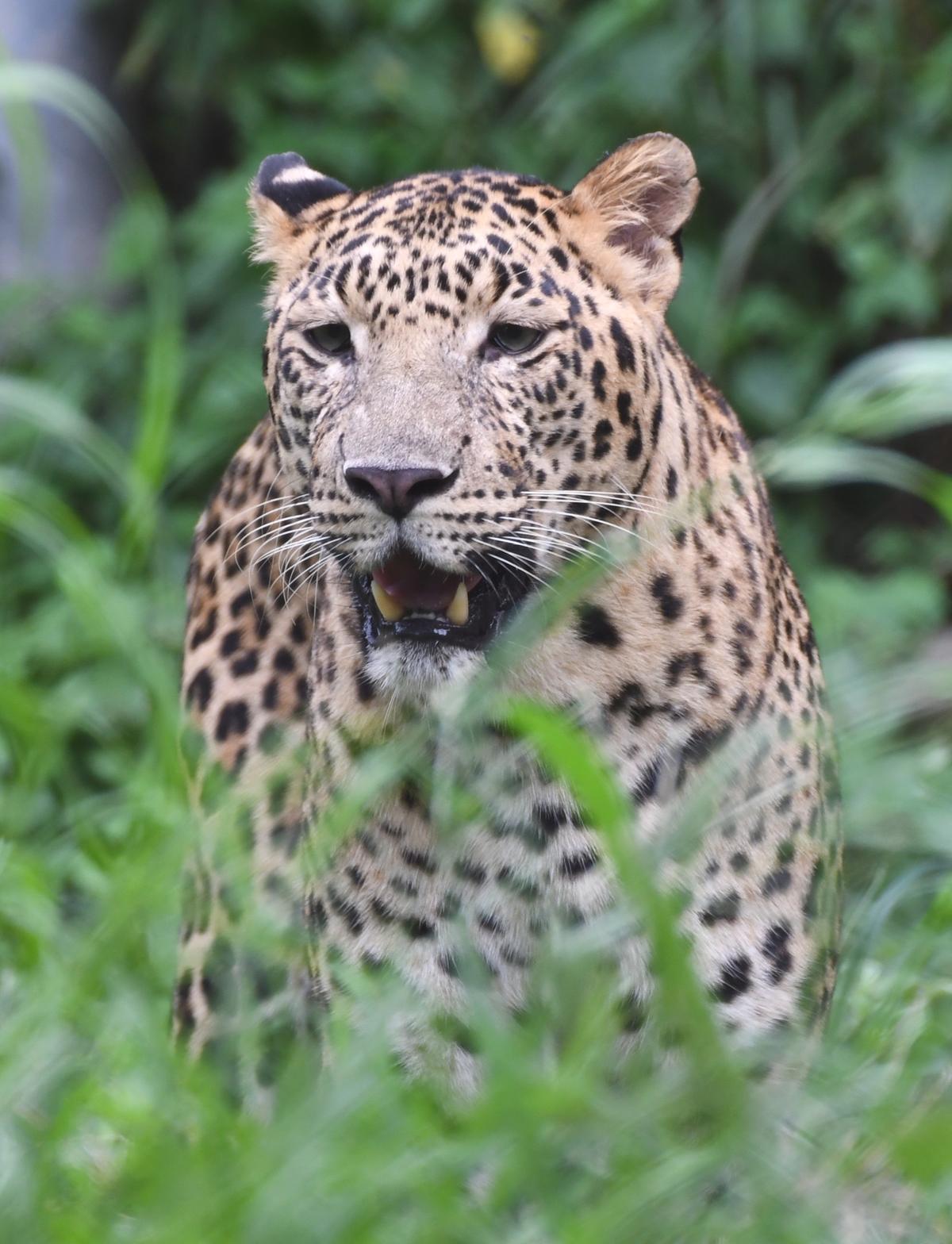 Toddler attacked, killed by leopard at Mumbai’s Aarey colony