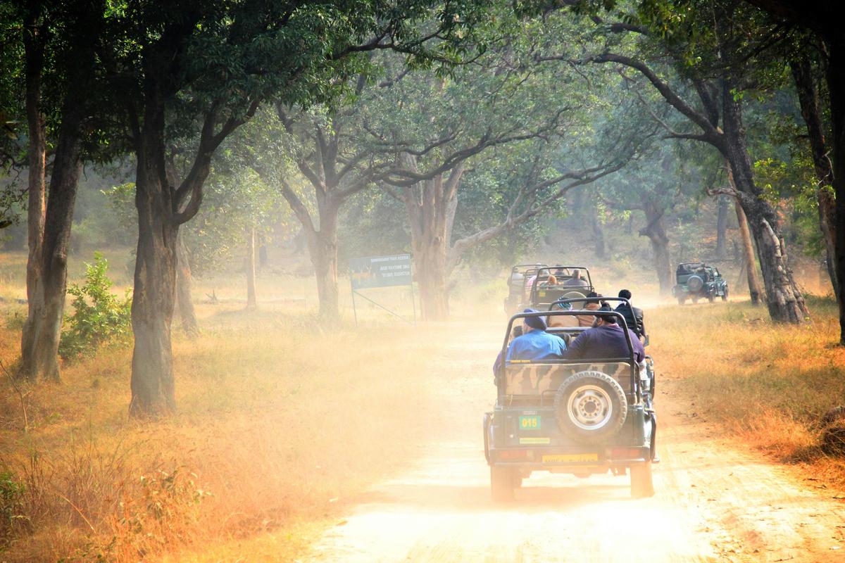 Gypsies during morning safari in Bandhavgarh.