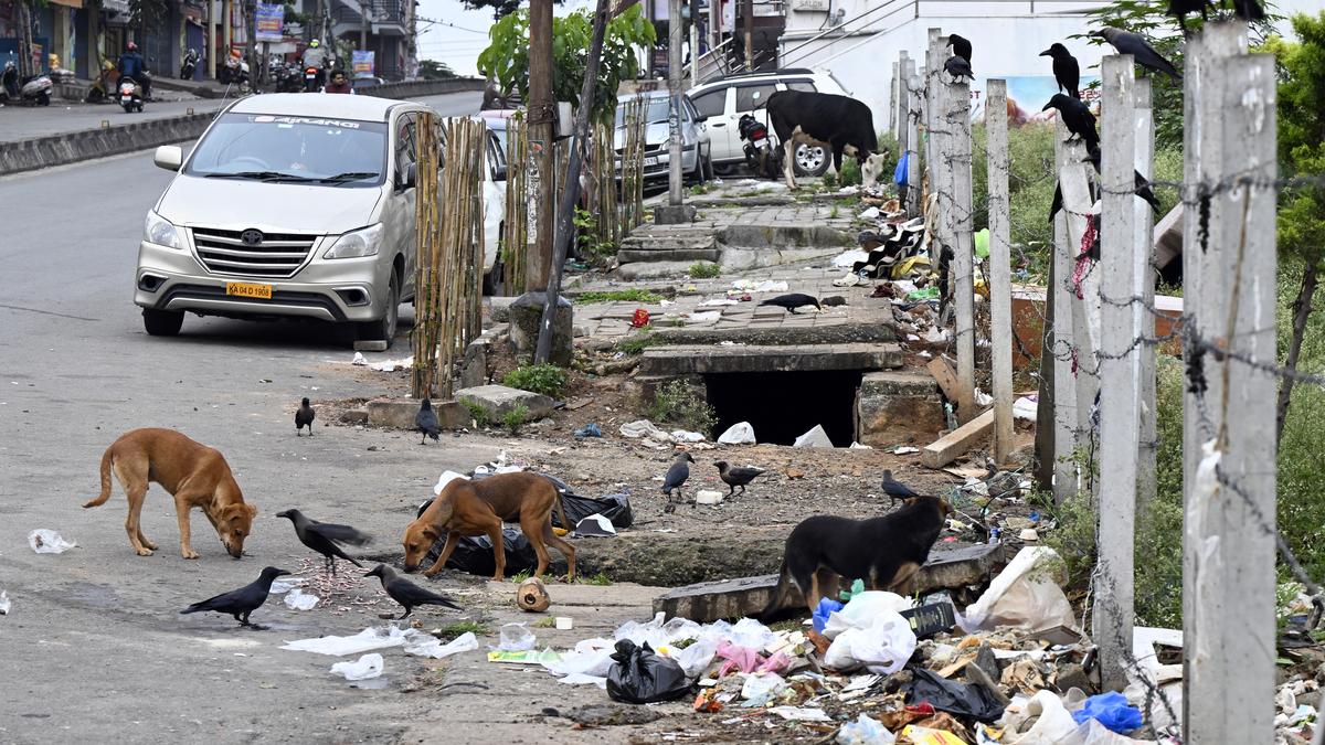 One Health Approach: Solving Delhi's Stray Dog and Rabies Crisis