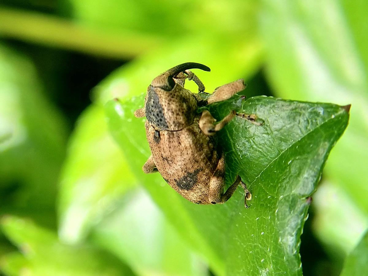 Weevil Beetle Weevil Beetle