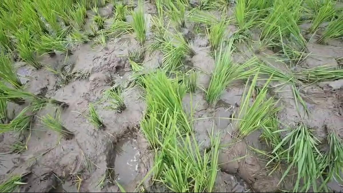 Fields damaged by a herd of elephants at Srinivasa Mangapuram near Tirupati on Monday night.