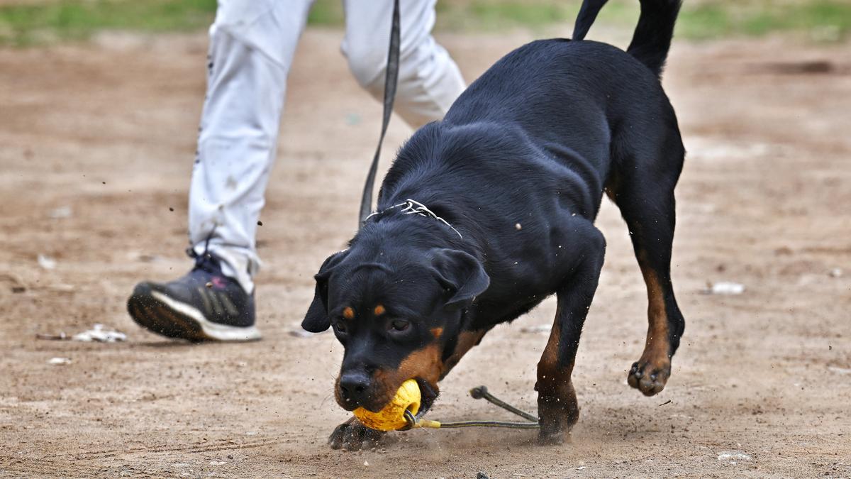 No decision on muzzling dogs in public yet: Chennai Corporation