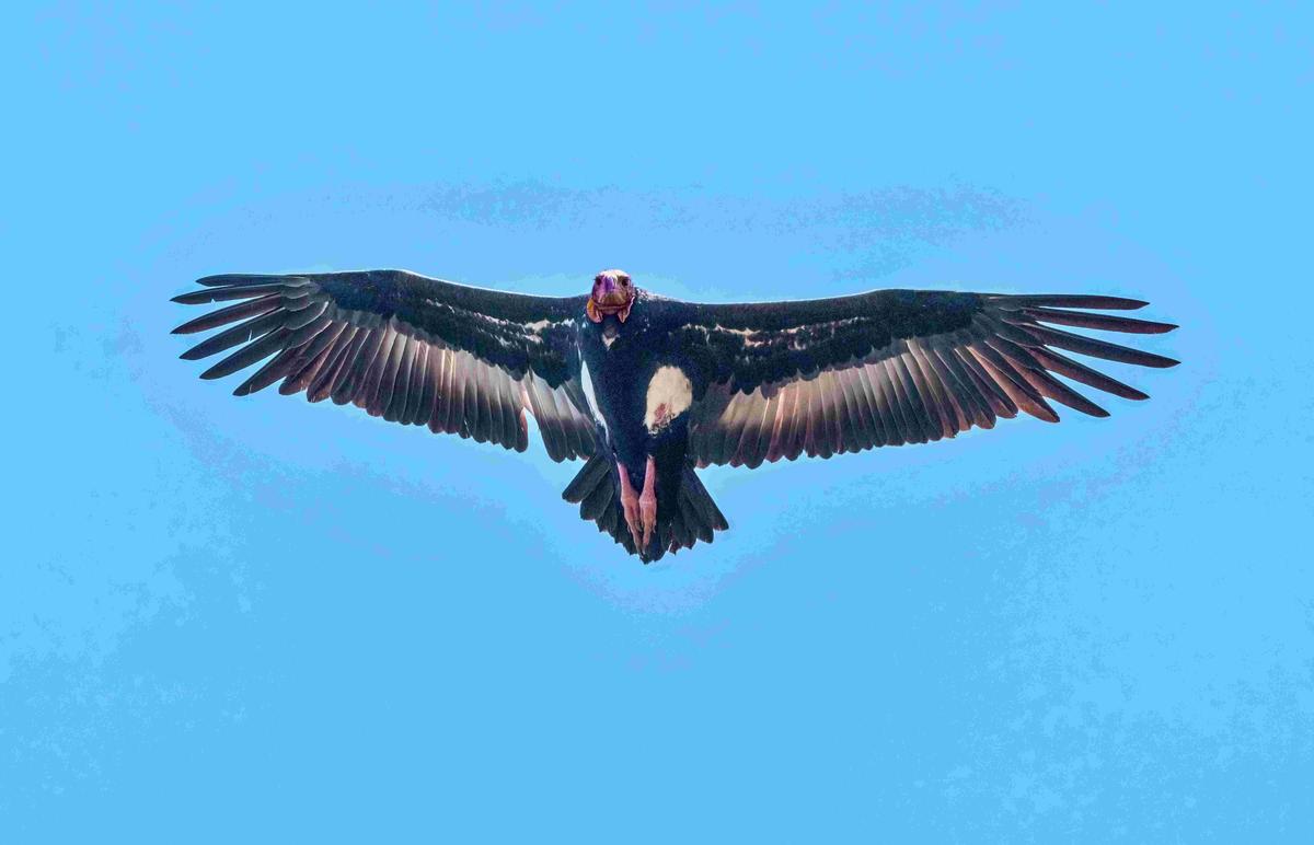 Red-headed Vulture