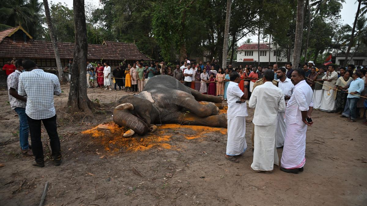 Elephant brought for temple fest collapses and dies in Kochi