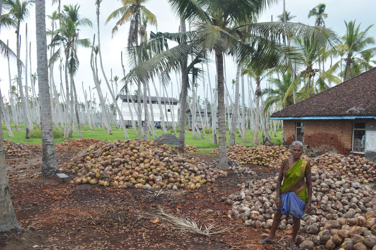 The coconut grove featured in the film Chanti, at Shankaraguptam village in Malkipuram mandal of Dr. B.R.Ambedkar Konaseema district.