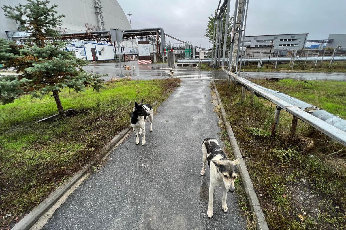 This photo taken by Timothy Mousseau shows dogs in the Chernobyl area of Ukraine on October 3, 2022. 