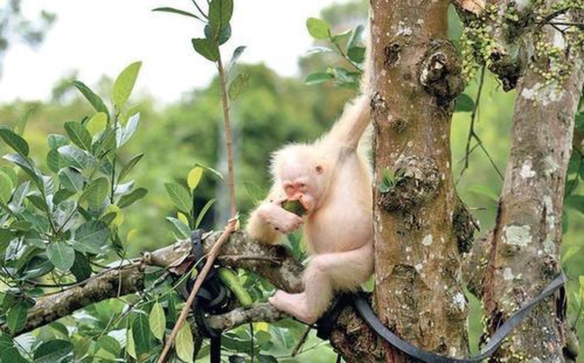 बोर्नियो ओरंगुटान सर्वाइवल (बीओएस) फाउंडेशन द्वारा जारी की गई इस अदिनांकित तस्वीर में, अल्बा, एक अल्बिनो ओरंगुटान, इंडोनेशिया के मध्य कालीमंतन में न्यारू मेंटेंग ओरंगुटान पुनर्वास केंद्र में तरबूज खाते हुए एक पेड़ की शाखा पर बैठा है। बोर्नियो ओरंगुटान सर्वाइवल (बीओएस) फाउंडेशन द्वारा जारी की गई इस अदिनांकित तस्वीर में, अल्बा, एक अल्बिनो ओरंगुटान, इंडोनेशिया के मध्य कालीमंतन में न्यारू मेंटेंग ओरंगुटान पुनर्वास केंद्र में तरबूज खाते हुए एक पेड़ की शाखा पर बैठा है।