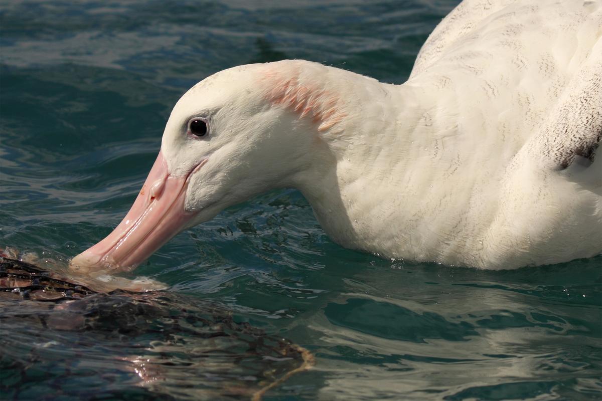 A wandering albatross looking for food.