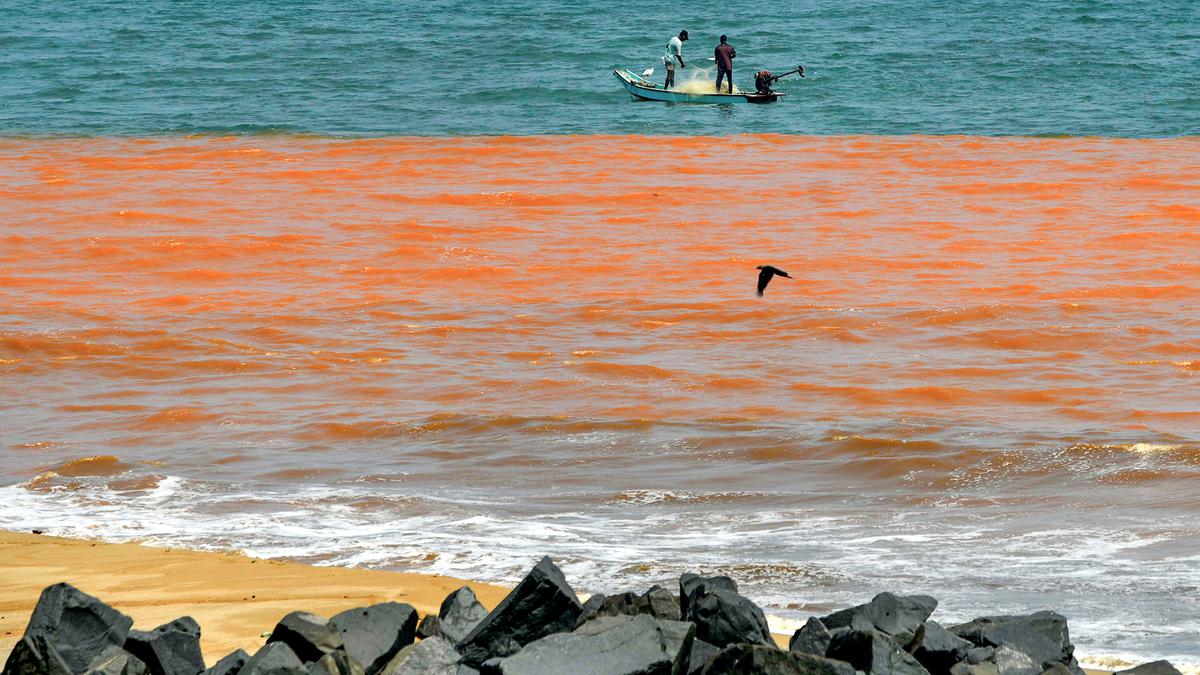 NGT forms panel to analyse cause of sea turning red in Puducherry