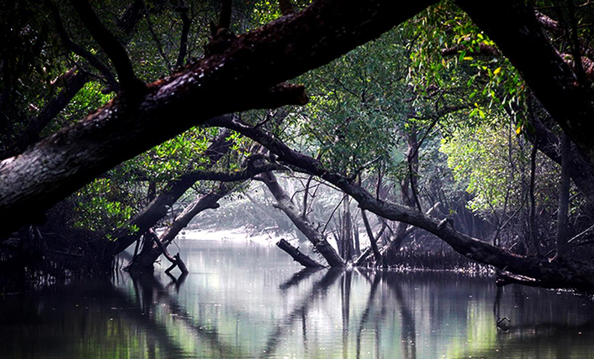 Sundarbans is the biggest natural mangrove forest in the world, located between Bangladesh and India. This photo was taken in Bangladesh.